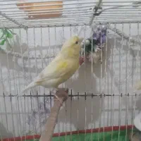 قناری ماده لیمویی معاوضه