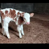 خرید گوساله نر