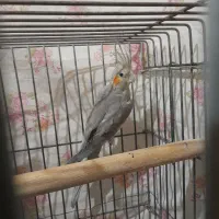 ۲عددعروس هلندی نر