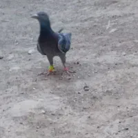 گمشده|حیوانات|سبزوار, اسلام آباد|دیوار