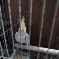 عروس هلندی|پرنده|رشت, کوی مهر|دیوار