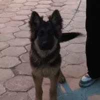 سگ ژرمن کینگ سایز سه ماه