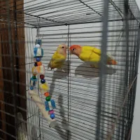 جفت طوطی ملنگو و جفت برزیلی و دو جفت عروس هلندی|پرنده|بندر امام خمینی, |دیوار