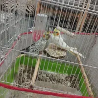 عروس هلندی|پرنده|شیراز, کوشک میدان|دیوار