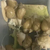 حلزون آچاتینا