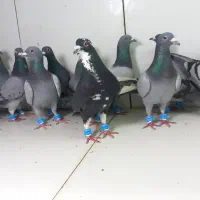 دسته ۲۰تایی نر سبز دوخط