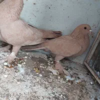 کبوتر|پرنده|کرمان, |دیوار