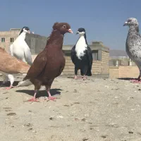 کفتر سرخ،سار،کرواتی|پرنده|شیروان (خراسان), |دیوار