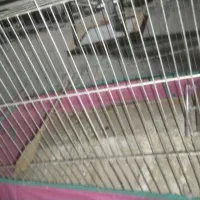 قفس نو|لوازم جانبی حیوانات|بیجار, |دیوار