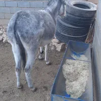 الاغ گوسفندی|حیوانات مزرعه|شیروان (خراسان), |دیوار