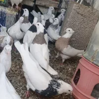 کبوتر طوقی|پرنده|کوهبنان, |دیوار