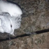 کله الماسی ماده