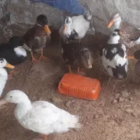 اردک پکنی سالم و معاوضه|حیوانات مزرعه|ماکلوان, |دیوار