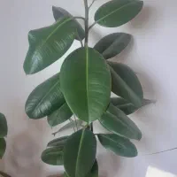 گل فروشی|گل و گیاه طبیعی|لردگان, |دیوار