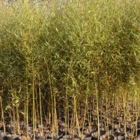 خیزران سطل ده پرس