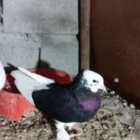 یکت خطی با شازده درجای گره|پرنده|میناب, |دیوار