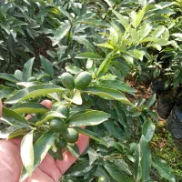 آواکادو و کامکوات|خدمات باغبانی و درختکاری|تنکابن, |دیوار