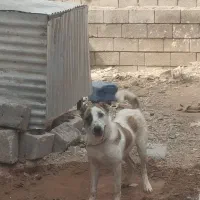 توله آلابای نر 8 ماهه