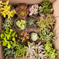 گیاهان اپارتمانی|گل و گیاه طبیعی|تهران, اکباتان|دیوار