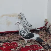 کفتر سار|پرنده|کدکن, |دیوار