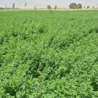 بذر یونجه