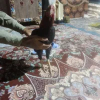 خروس لاری اصل ضمانتی|حیوانات مزرعه|سراوان, |دیوار