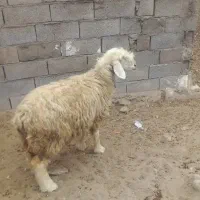 فروش فوری چند راس میش و ی بره ماده.قیمت توافقی
