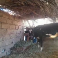 گستر هلشتان وگوساله چرسه|حیوانات مزرعه|فهرج, |دیوار