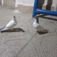 یک جفت کبوتر