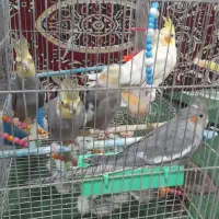 فروش عروس هلندی