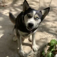 سگ هاسکی|سگ|گلپایگان, |دیوار