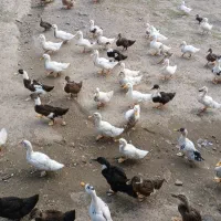 فروش اردک ماشینی ورامینی سه ماهه و یه ماهه