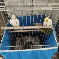 عروس هلندی نرو ماده