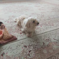 سگ‌‌پاپی‌ماده