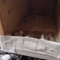 عروس هلندی جفت دوساله|پرنده|نکا, |دیوار