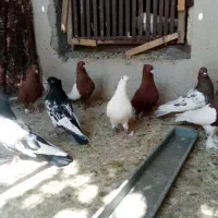 کفتر پرش