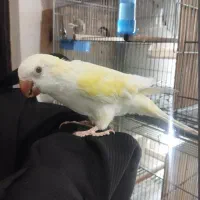 طوطی راهب کرمینو