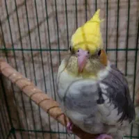 عروس هلندی ابلغ|پرنده|قم, انسجام|دیوار