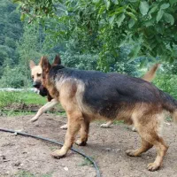 ژرمن شولاین نر حرفه ایی