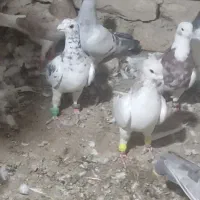 کفتر پرشی ضمانتی