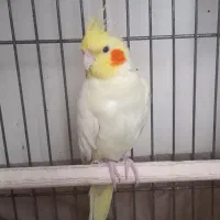 عروس هلندی لوتینو جفت مولد