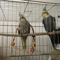 عروس هلندی جفت