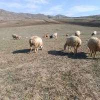 گوسفند|حیوانات مزرعه|انگوت, |دیوار