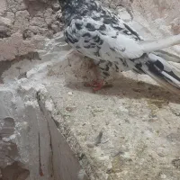 سار معاوضه با مرغ