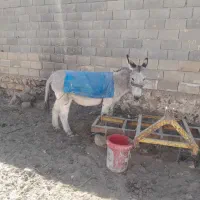 الاغ گله ای