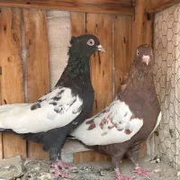سینه ای|پرنده|قم, انسجام|دیوار
