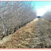 هرس درختان میو ه وپسته