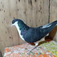 چادری|پرنده|تهران, بازار|دیوار