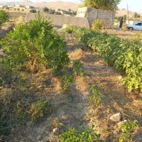 فروش باغ کشاورزی متری یک میلیون تومان. سرپری|فروش زمین و ملک کلنگی|دهدشت, |دیوار