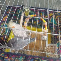 عروس نرو ماده بالغ نر سخنگو|پرنده|رشت, حومه رشت|دیوار